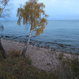 A tree leans out over a pebbled beach.