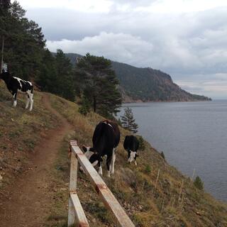 Cows graze on the hillside, next to the trail.