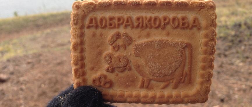 A rectangle biscuit with Cyrllic text and a picture of a cow.