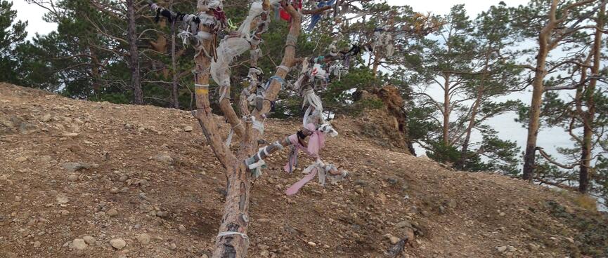 A denuded tree is adorned with colourful ties and a pile of coins.