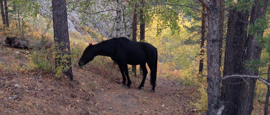 A black horse grazes on the trail ahead.