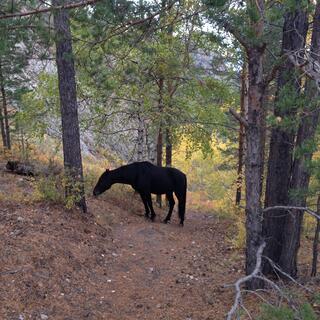 A black horse grazes on the trail ahead.