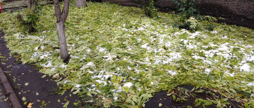 Snow adds to a thick bed of leaves in Irkutsk.