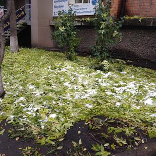 Snow adds to a thick bed of leaves in Irkutsk.